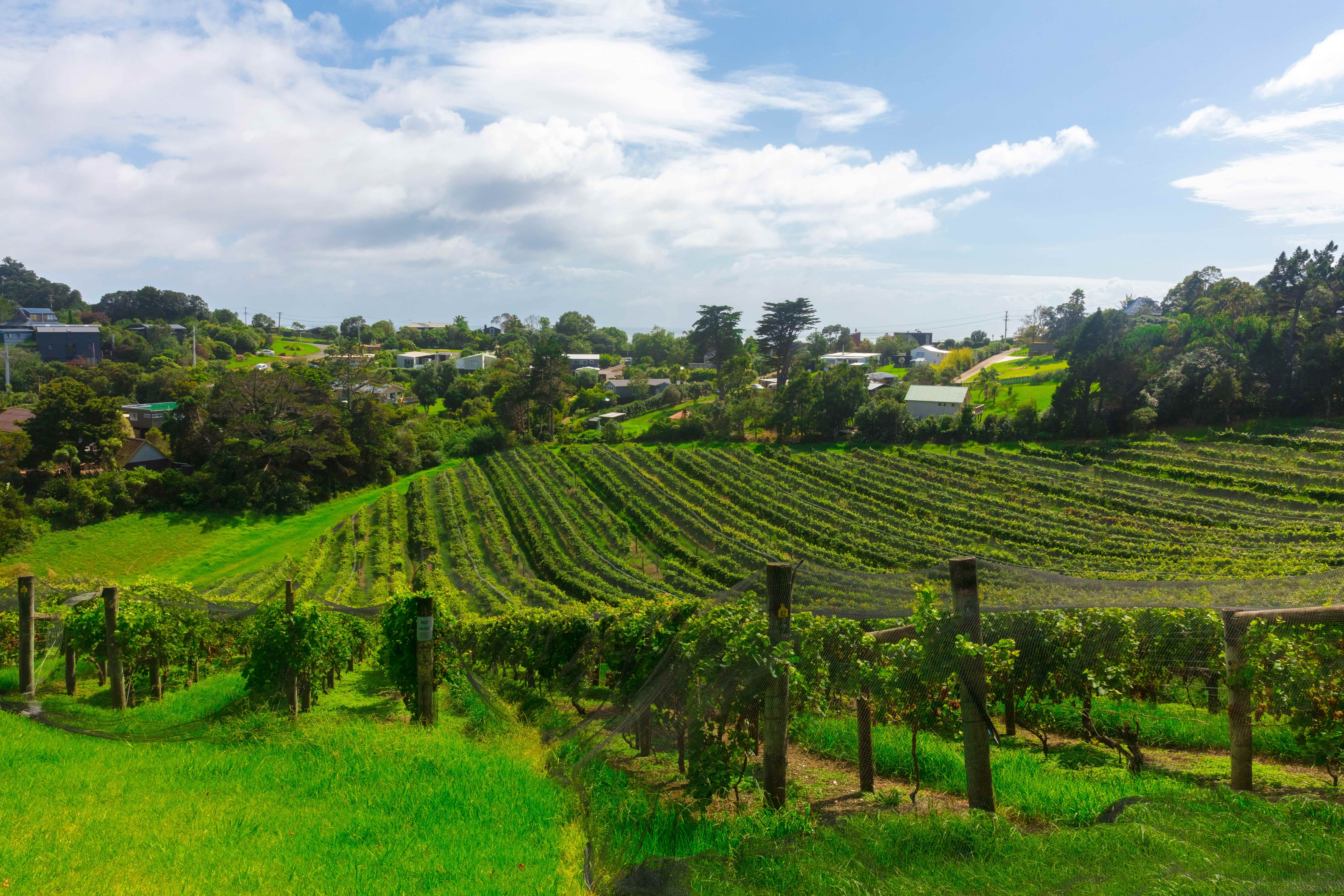 Cape House vineyard in Marlborough